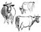 Freehand drawings of cows grazing in meadow