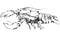 Freehand outline drawing of a large marine lobster