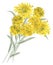 Freehand textured drawing of bouquet yellow watercolor flowers