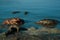 Freeing Bulgarian Astacus Astacus, Crayfish, on the shore of a lake.