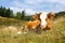 Freely grazing cow on an idyllic mountain pasture