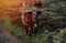 Freerange cow in pasture grazing on green meadow in The National Park Peak District in England