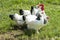 Freerange rooster and hens, beautiful white and black feathered cock and hens in green grass 