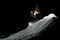 Freeride snowboarder with dreadlocks is jumping in powder snow at night