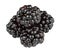 Freesh blackberries