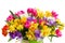 Freesia and daffodil flowers