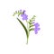 Freesia flower. Blooming floral plant. Spring field wildflower. Blossomed meadow buds, leaves. Delicate fragile gentle