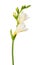 Freesia flower twig blossoming bloom isolated