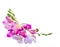 Freesia flowers