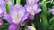 Freesia nano ancona, Purple flowers blooming.