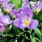 Freesia nano ancona, Purple flowers Square photo image..