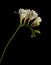 Freesia stem with white blooming flowers and buds isolated