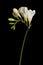 Freesia stem with white blooming flowers and buds isolated on black