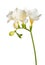 Freesia stem with white blooming flowers and buds isolated on white