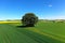 Freestanding tree in front of blue sky