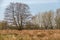 Freestanding tree from a moor meadow