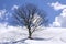 Freestanding tree on winter field