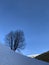 Freestanding tree in winter with snow covered landscape against blue sky