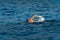 Freestyle swimmer in the sea - Front crawl