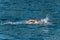 Freestyle swimmer in the sea - Front crawl