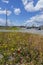 Freeway and flowers on the roadside