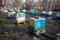 Freeze on the ground on apiary in winter. Warm days in December. Putting hives for transfer to winter. Freeze on apiary with honey