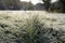 Freezed grass with hoarfrost in foreground of a field.