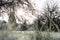 Freezed grass with hoarfrost under a tree on a field.