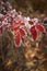 freezing branch of rose hips with red leaves