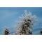 Freezing for creates lace like fancy ice structures grow on cholla cactus generating an elaborate spike structure