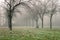 Freezing Fog Shrouding a Park on a Winter Morning