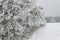 Freezing fog on trees. Icing on the branches of pine trees. Cold morning in the countryside. Rural Landscape in the Czech Republic