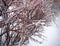 Freezing rain on the branches