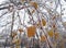 Freezing rain on the branches