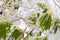 Freezing Rain Ice Storm Coats Plants