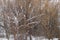 Freezing rain on a young fruit tree, damage agriculture concept