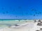 Fregat birds flock feeding on the beach on Holbox Mexico