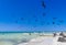 Fregat birds flock feeding on the beach on Holbox Mexico