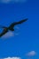 Fregat birds flock fly blue sky background Contoy island Mexico