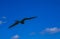 Fregat birds flock fly blue sky background Contoy island Mexico