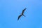 Fregat birds flock fly blue sky clouds background in Mexico