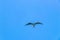 Fregat birds flock fly blue sky clouds background in Mexico