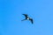 Fregat birds flock fly blue sky clouds background in Mexico