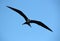 Fregate Bird