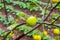 Frehs lemons on a lemontree (majorca)