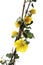 Fremontodendron californicum