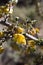 FREMONTODENDRON CALIFORNICUM BLOOM - SAN BERNARDINO MTNS - 060920 B