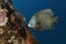 French Angelfish swimming next to a coral-encrusted dock piling