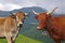 French Aubrac and salers cows portrait