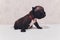 French baby bulldog puppies posing puppy sitting and looking to the side.